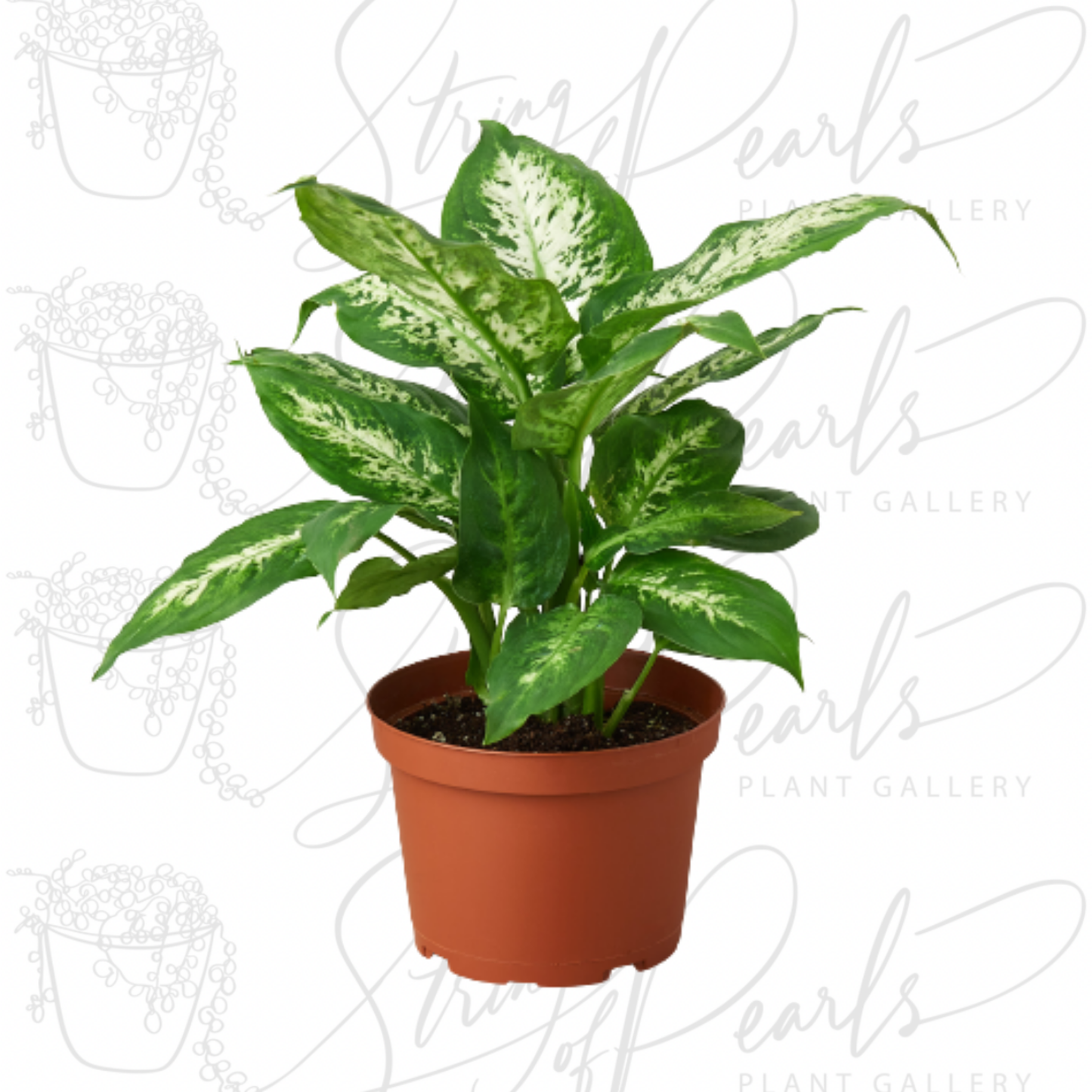 Dieffenbachia 'Tropic Snow'