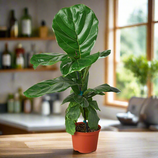 Ficus Lyrata 'Fiddle Leaf Fig'