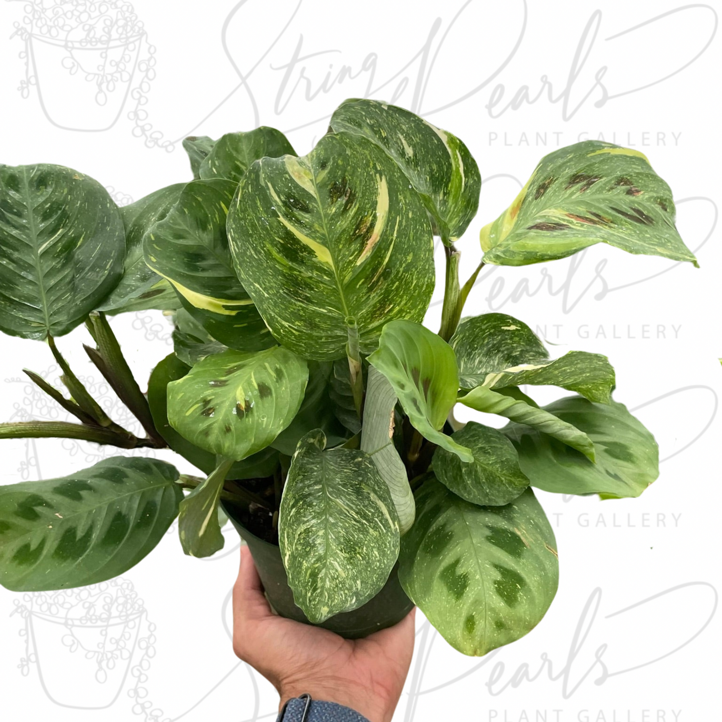 Maranta Variegated 'Beauty Kim'