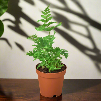 4 inch autumn fern indoor houseplant