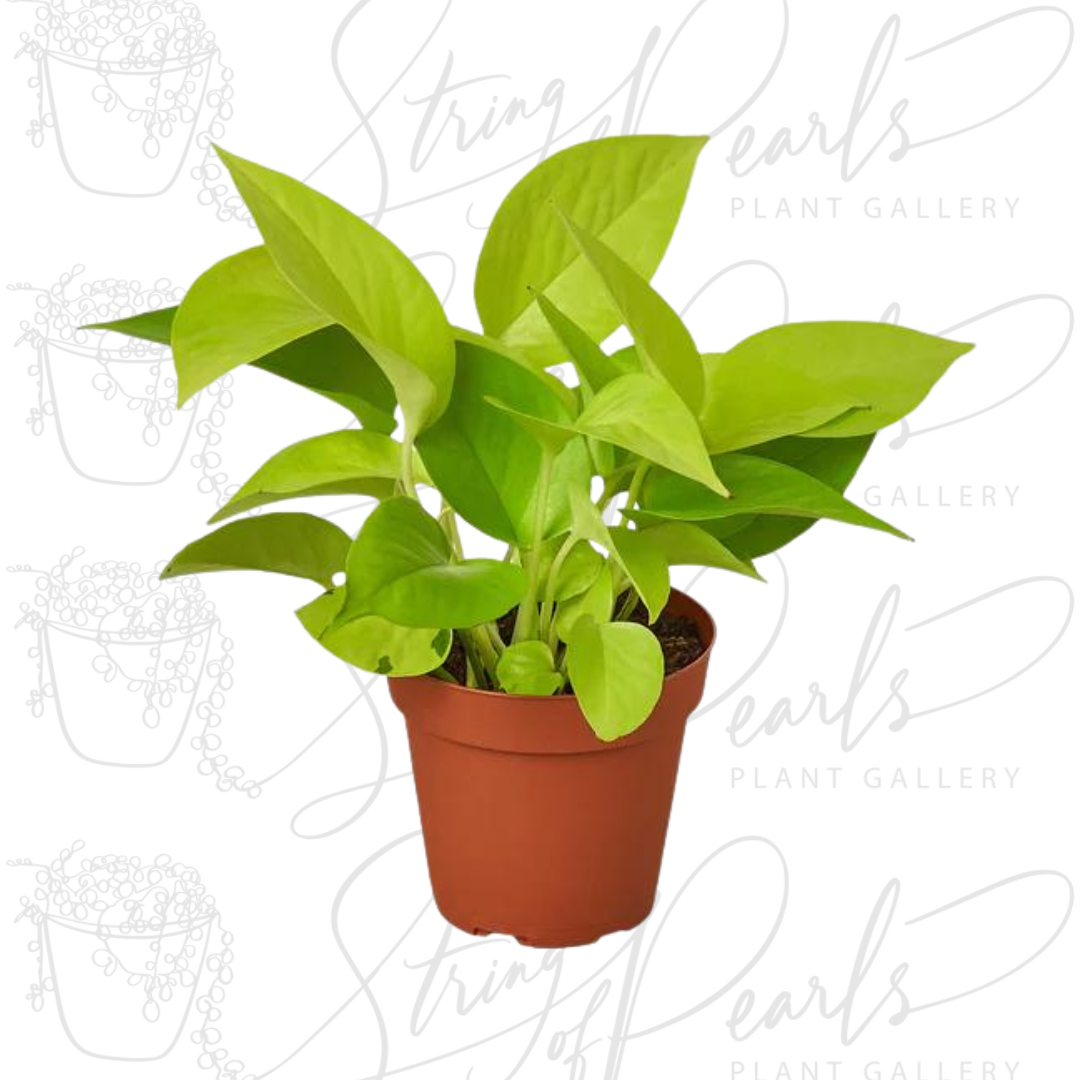 pothos neon plant