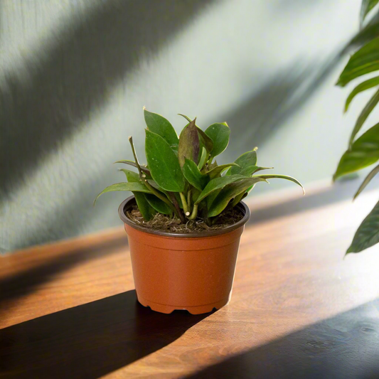 Hoya 'Sunrise'