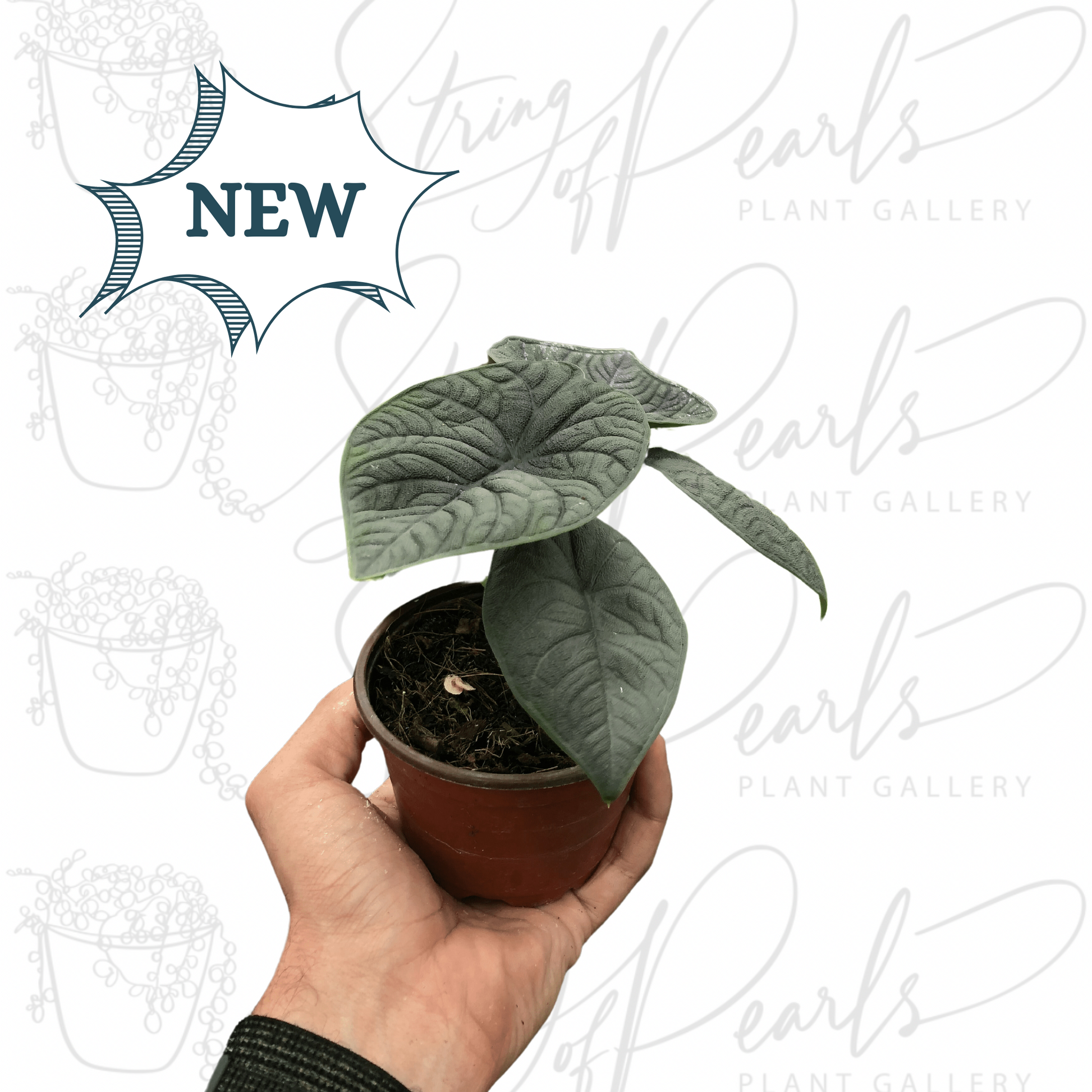  A hand holding an Alocasia 'Melo' plant with dark green, thick, textured leaves in a small pot.