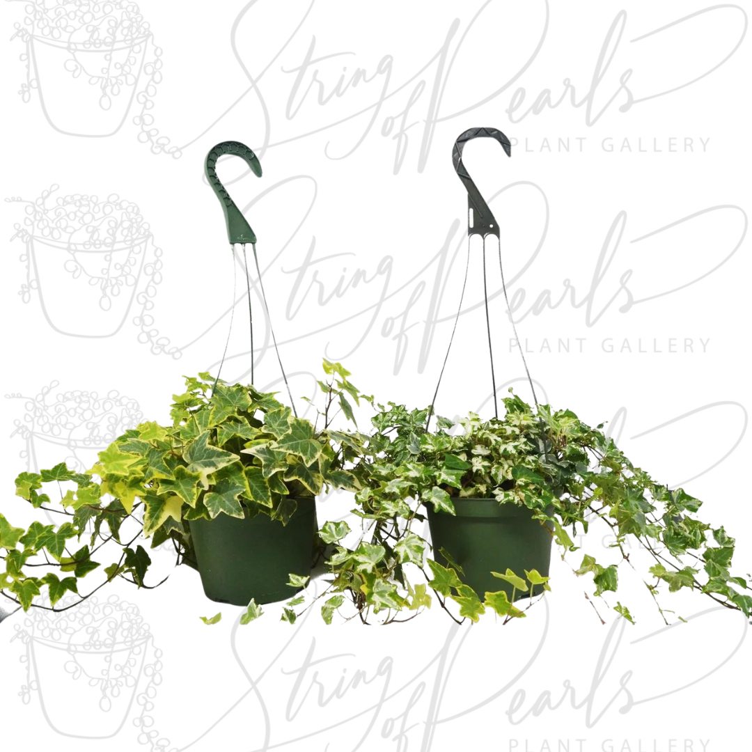 2 English Ivy Variety Pack - FREE Care Guide - 6" Hanging Pot