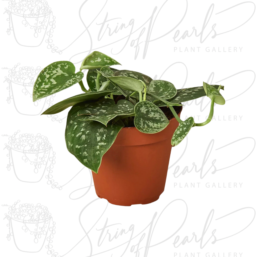 pothos satin plant