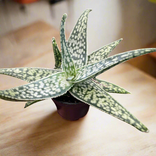 Aloe 'White Fox' - Rare Succulent