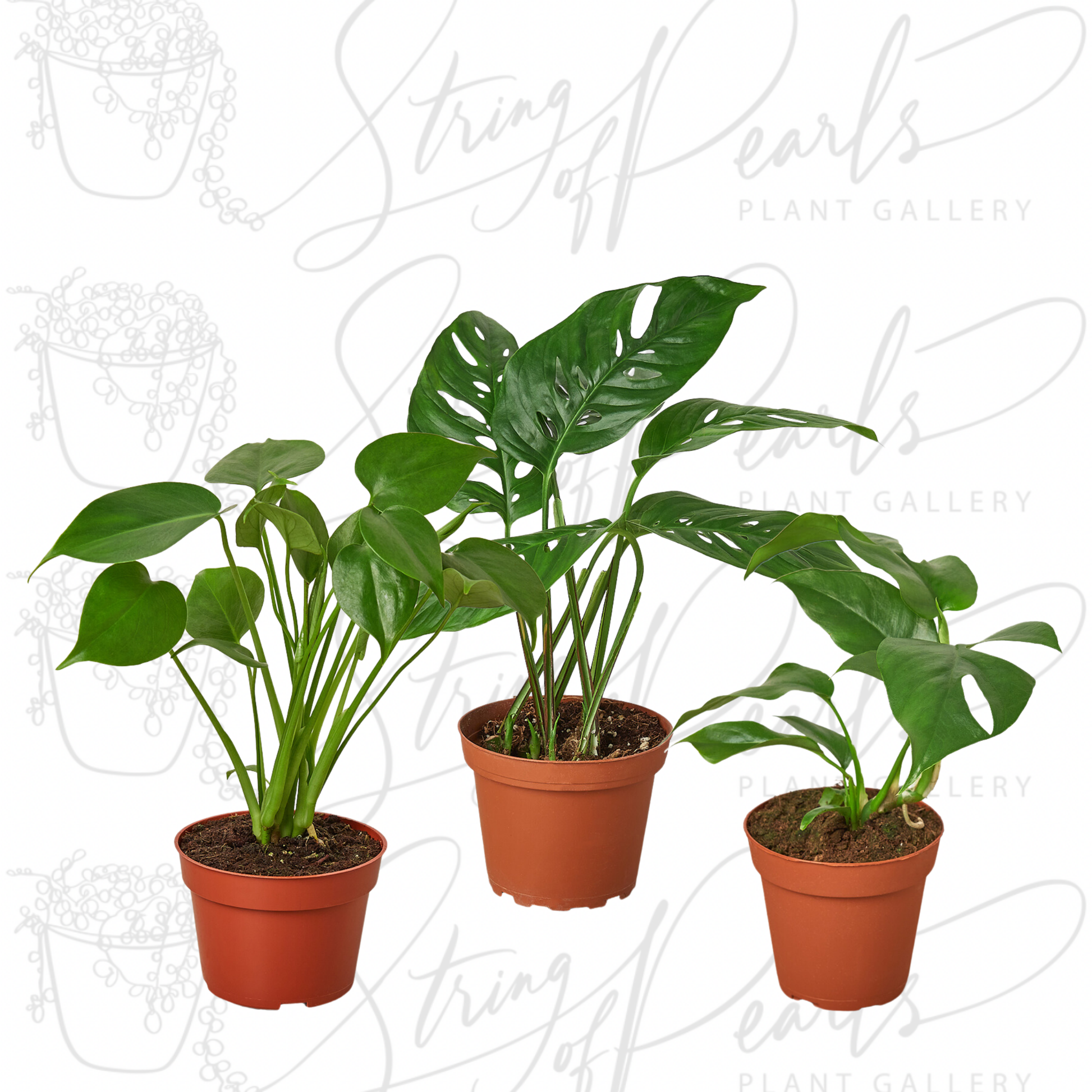 A group of three potted Monstera plants, including Monstera Deliciosa with heart-shaped leaves, Monstera Adansonii with smaller, perforated leaves, and another Monstera variety with characteristic splits in the leaves. Each plant is housed in a terracotta-colored pot, showcasing the diverse leaf patterns typical of the Monstera genus.