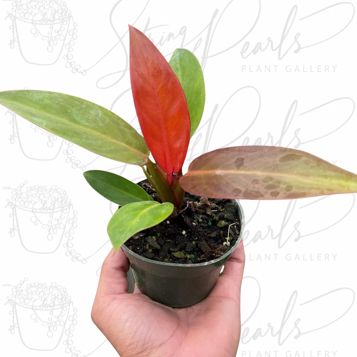 Philodendron 'Sun Red'