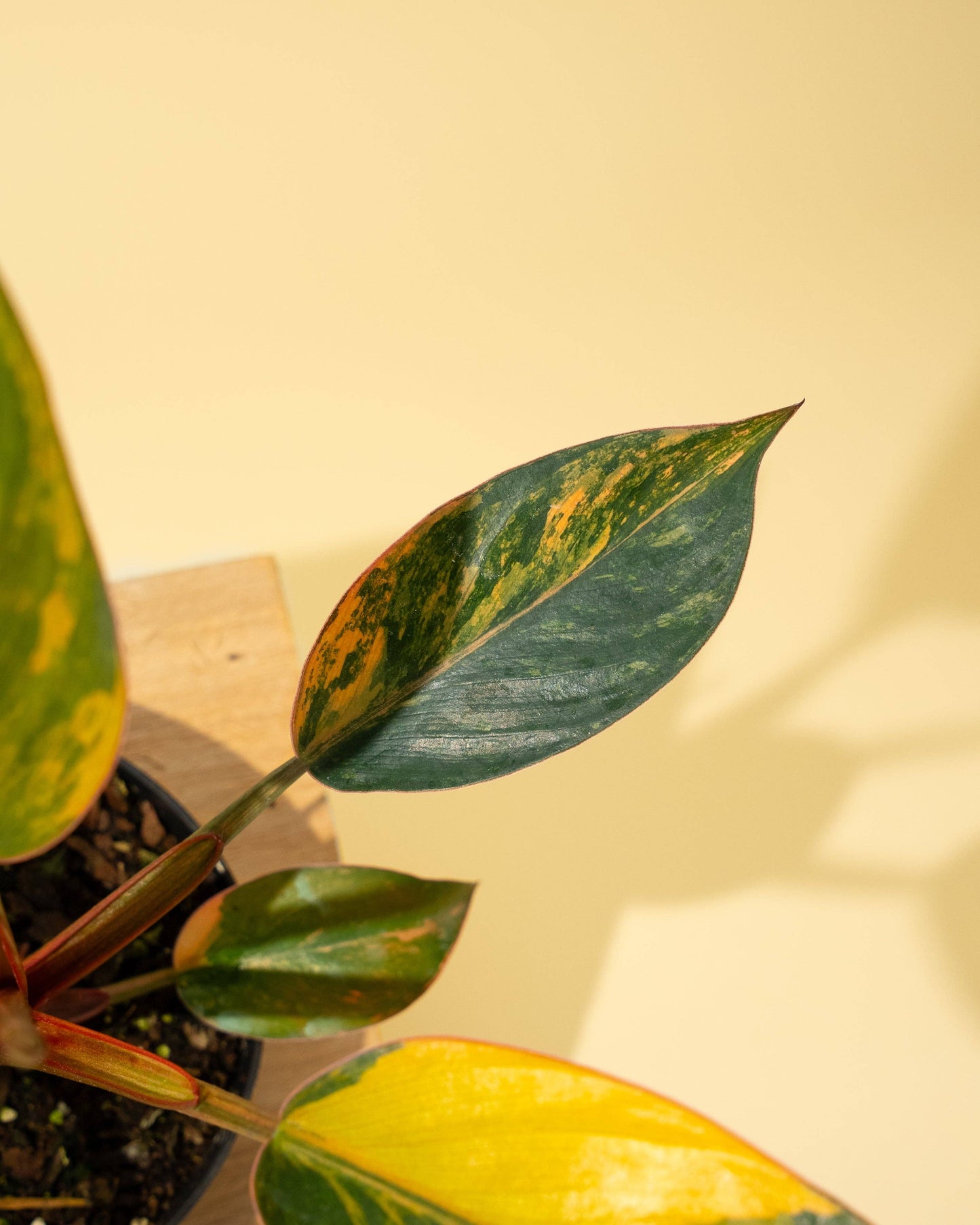 Variegated Philodendron Red Congo 'Red Hot'