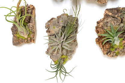 Fully Assembled Air Plant Cork Bark Displays- Multiple Sizes