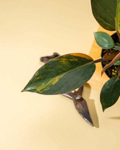 Variegated Philodendron Red Congo 'Red Hot'