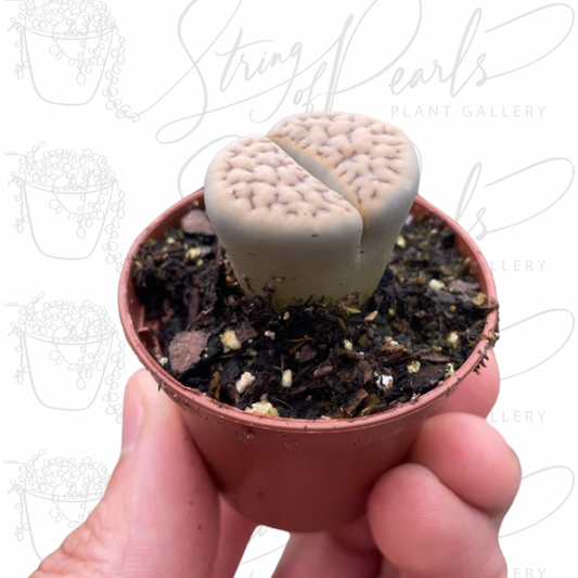 Lithop 'Living Stone' - Tan