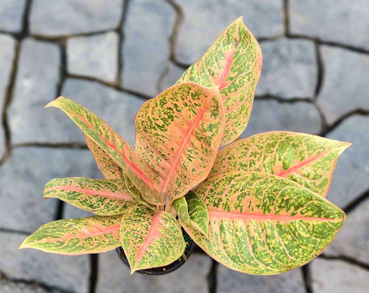 Aglaonema 'Harley Queen'