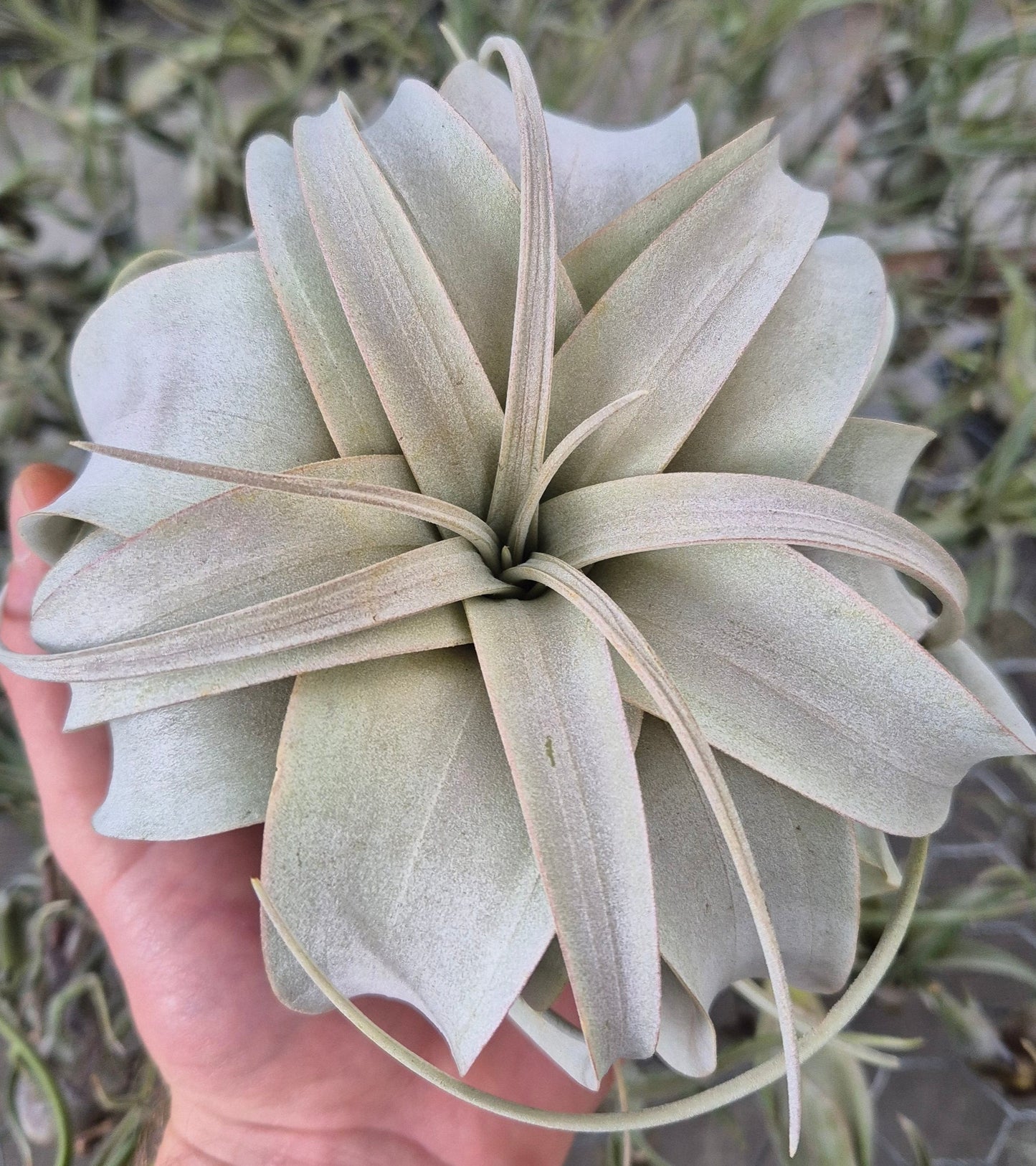 Tillandsia Xerographica