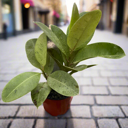 Ficus 'shivereana' (Moonshine)