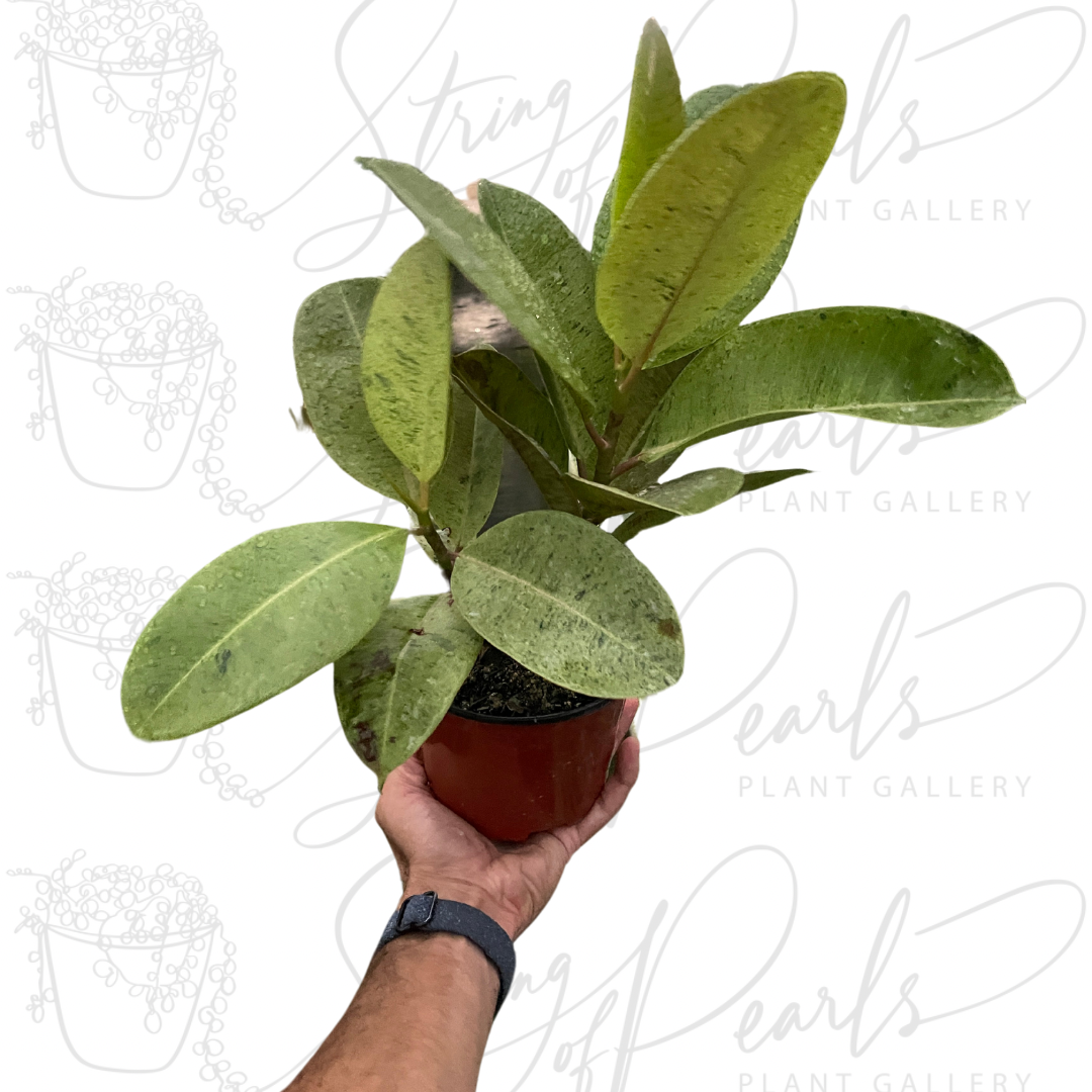 Ficus 'shivereana' (Moonshine)