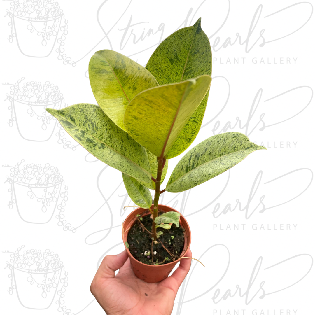 Ficus 'shivereana' (Moonshine)