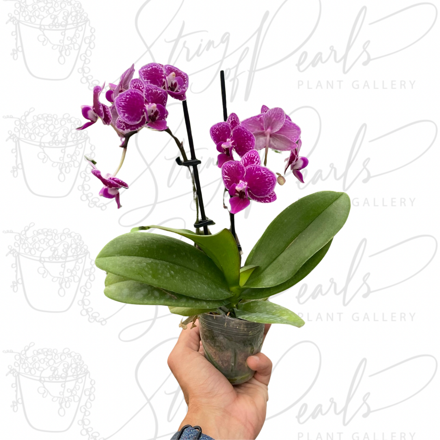 Orchid 'Purple Spotted Phalaenopsis'