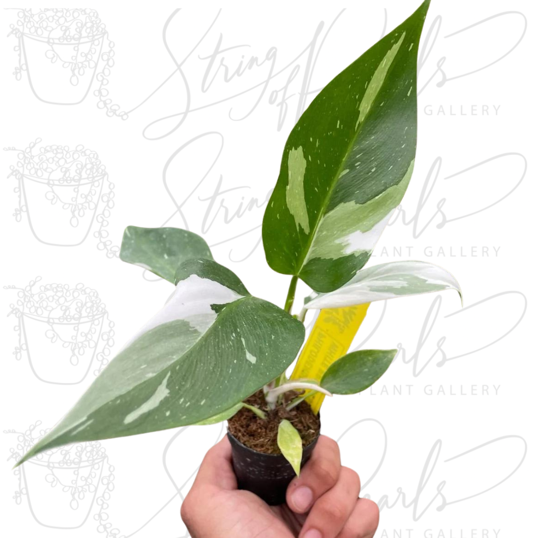 Philodendron 'White Princess' - 4” Pot