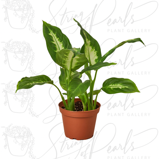 Dieffenbachia Camille