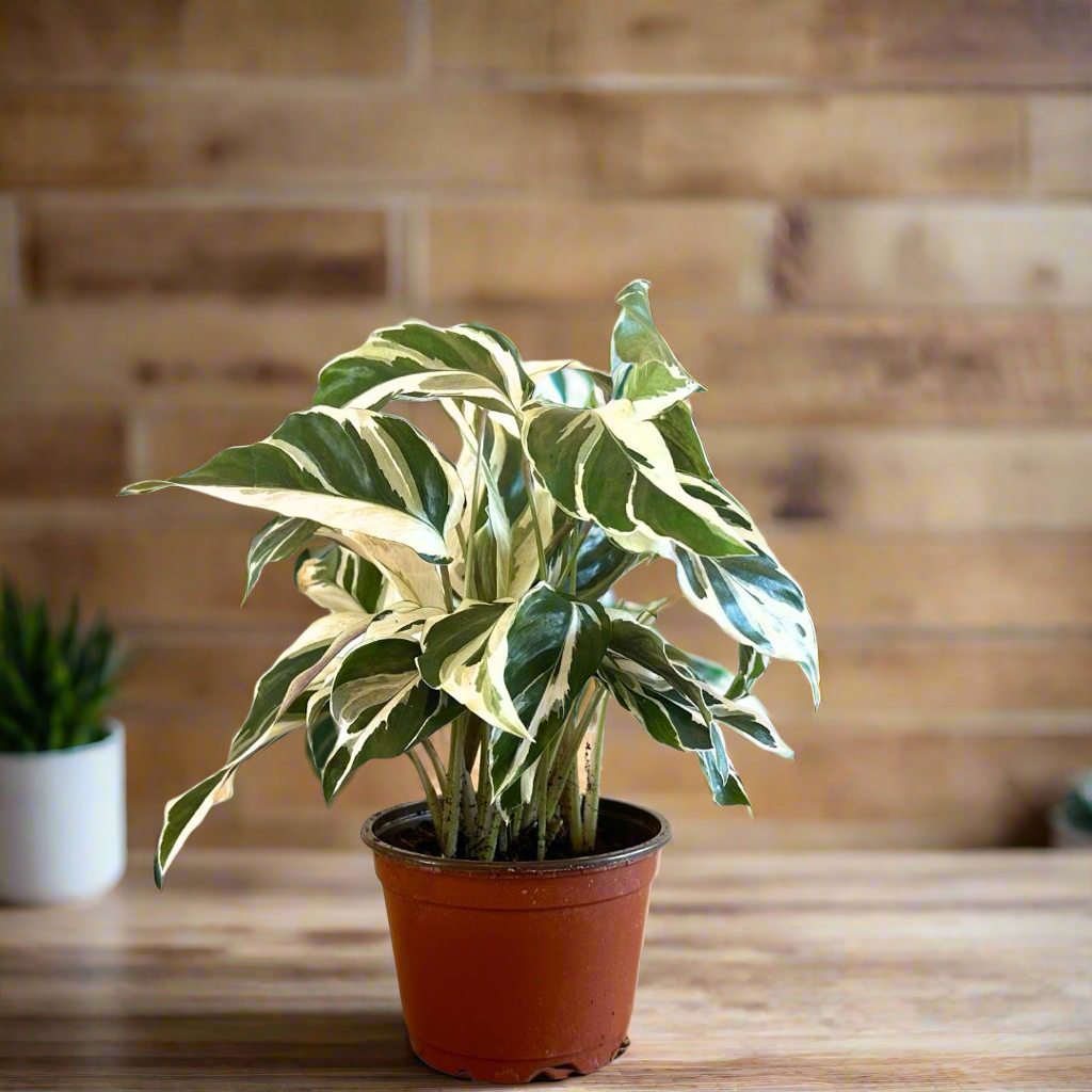 Calathea 'White Fusion'