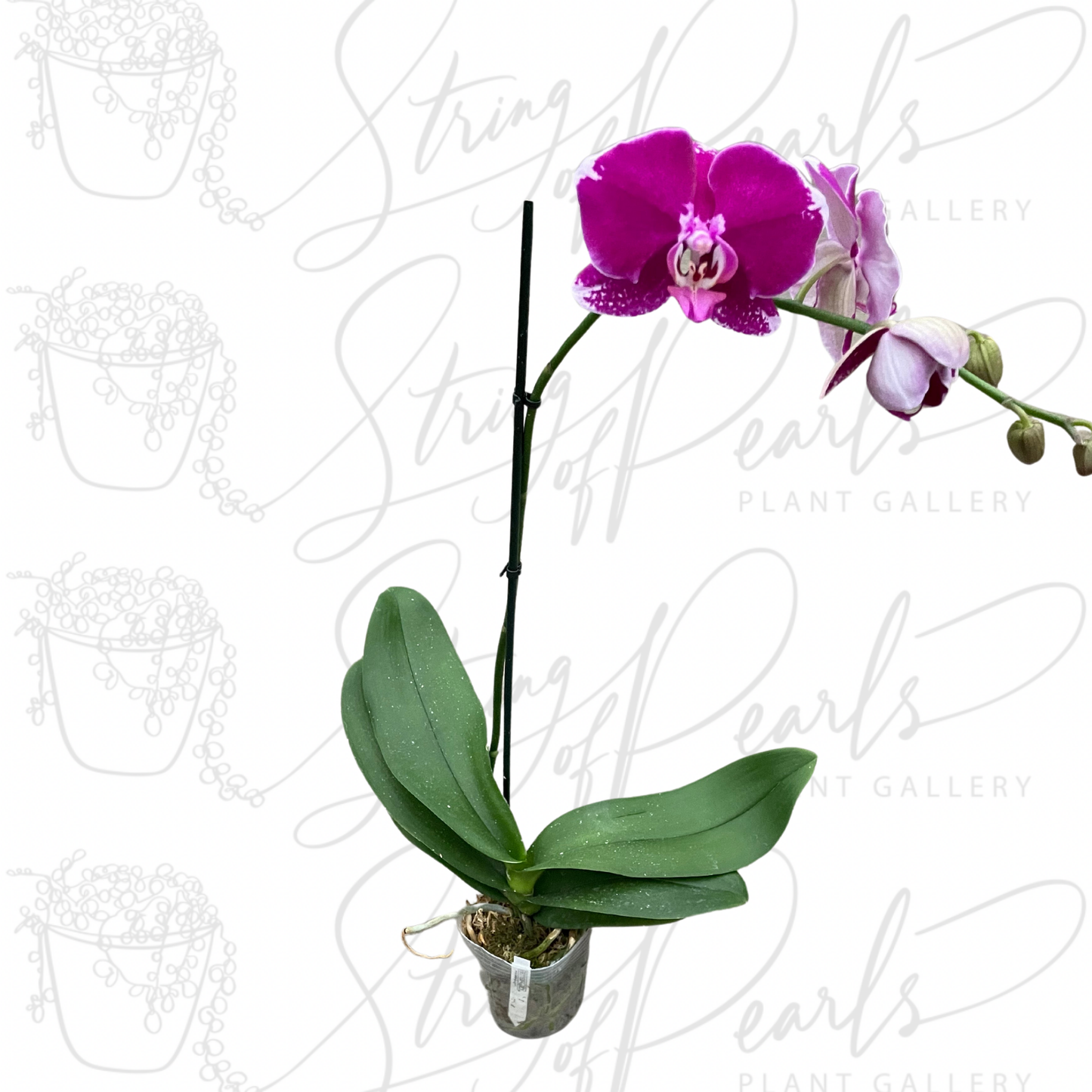 Orchid 'Purple Spotted Phalaenopsis'