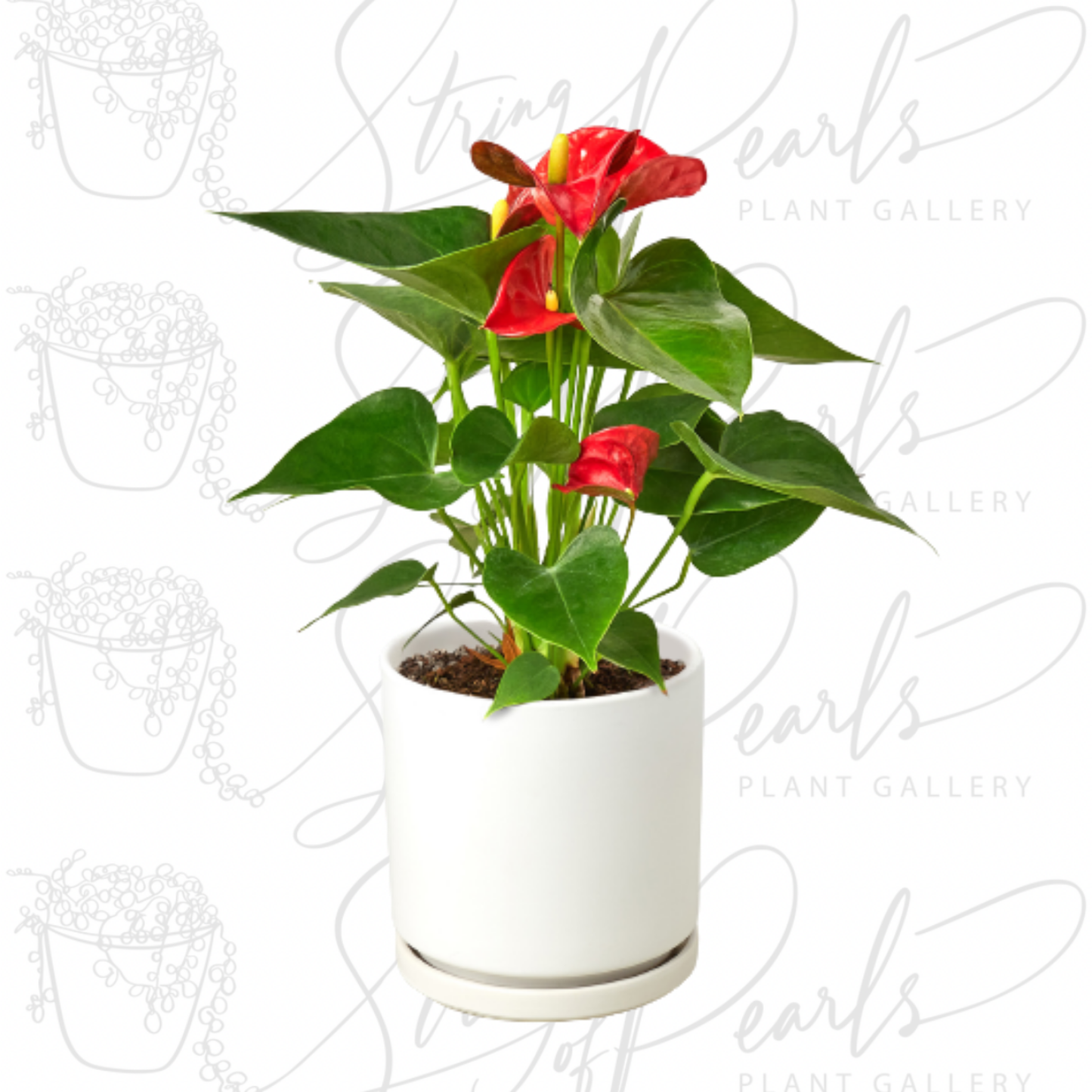 Anthurium 'Red'