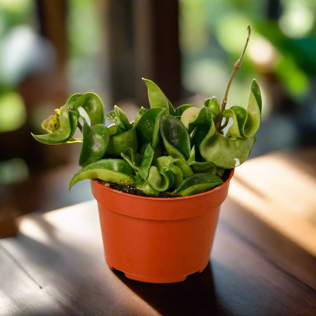 Hoya Rope Plant