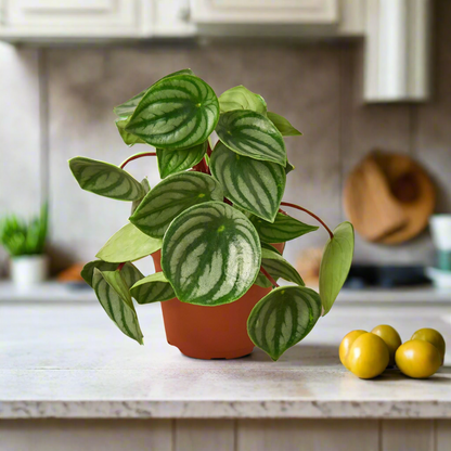 Peperomia Watermelon