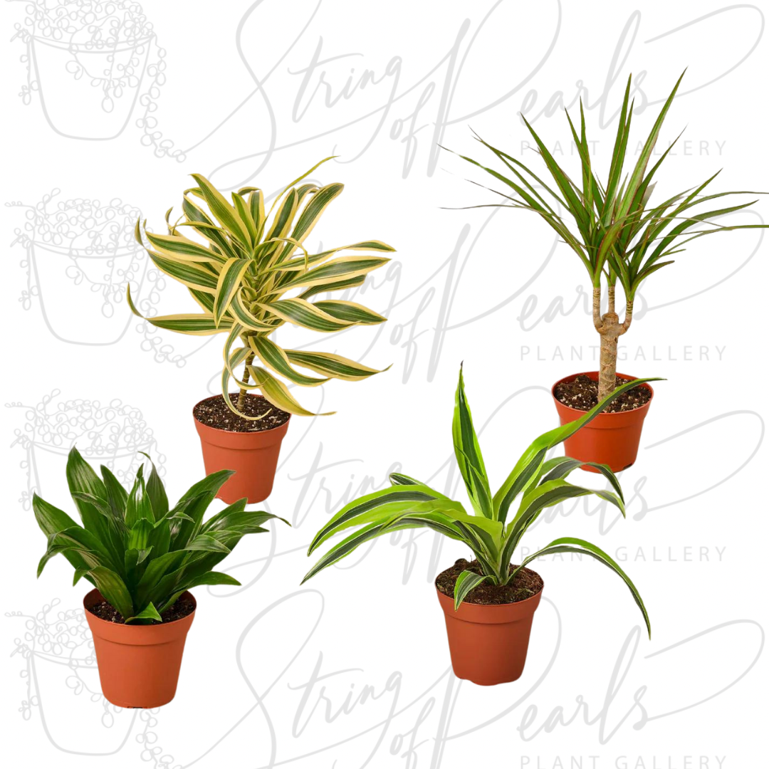 4 Different Dracaenas Variety Pack - Live House Plant - FREE Care Guide - 4" Pot