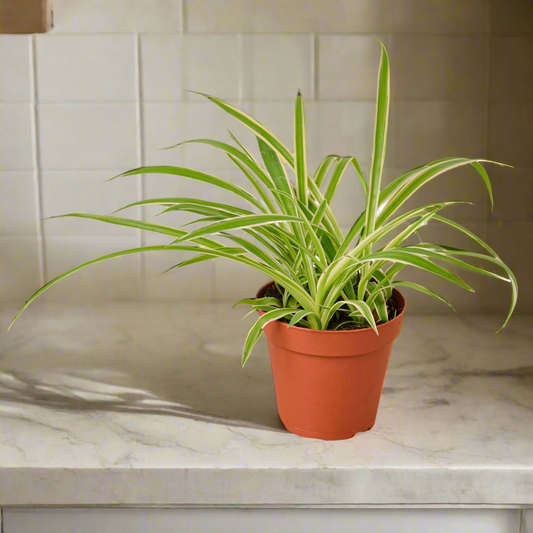 Spider Plant Reverse