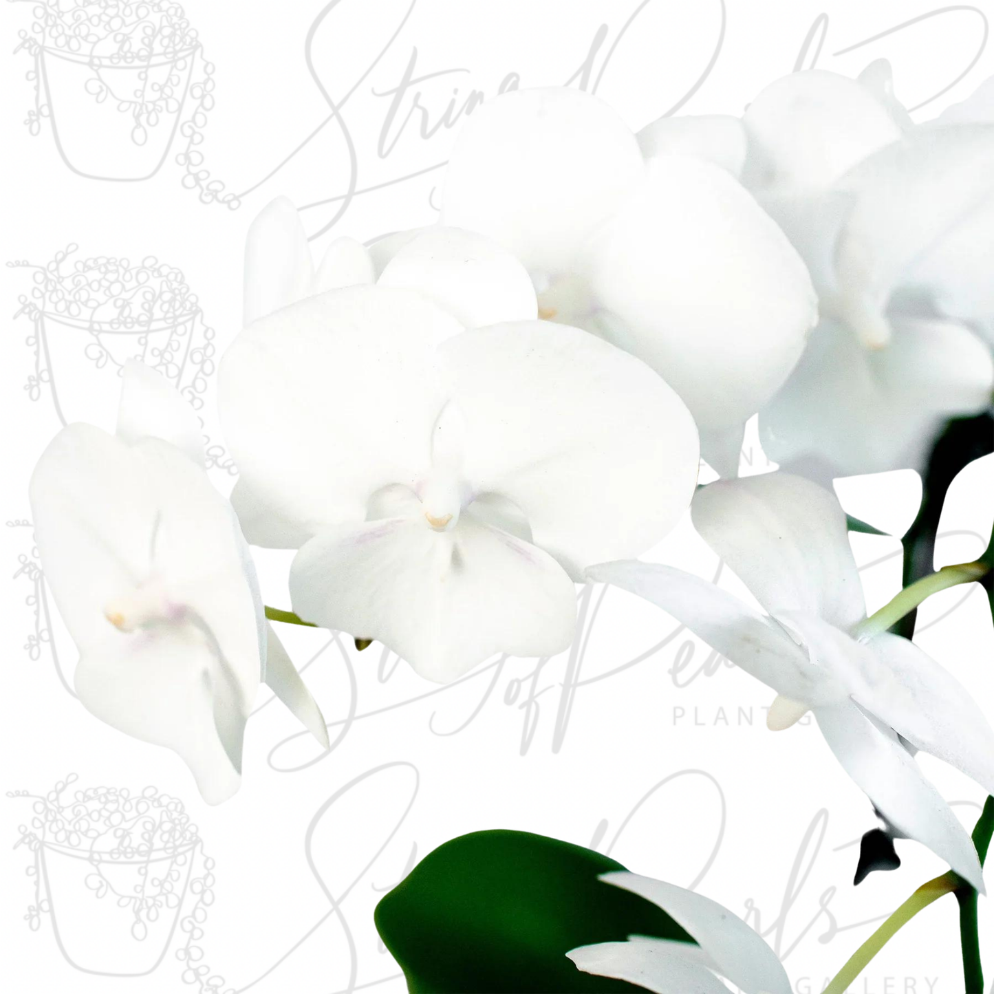 Orchid 'White Phalaenopsis'