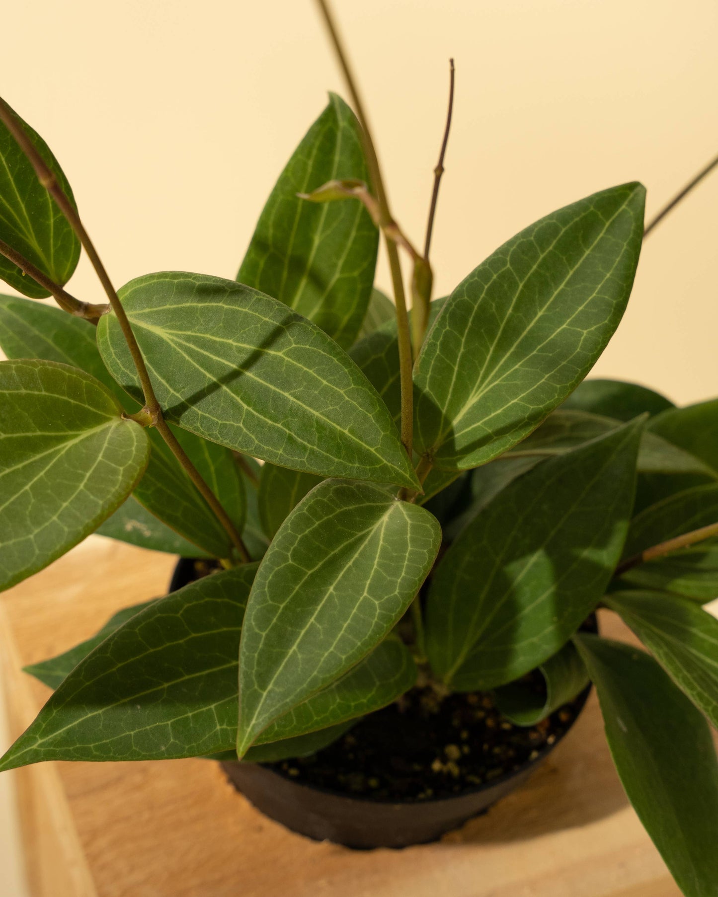 Hoya 'Pottsii'