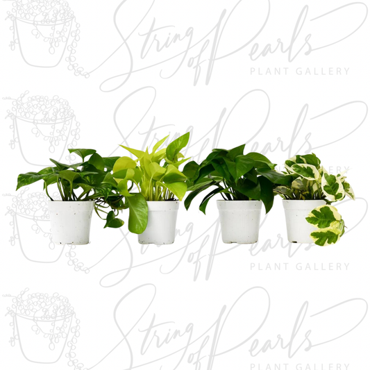 4 Different Pothos Plants in 4" Pots - Live House Plant