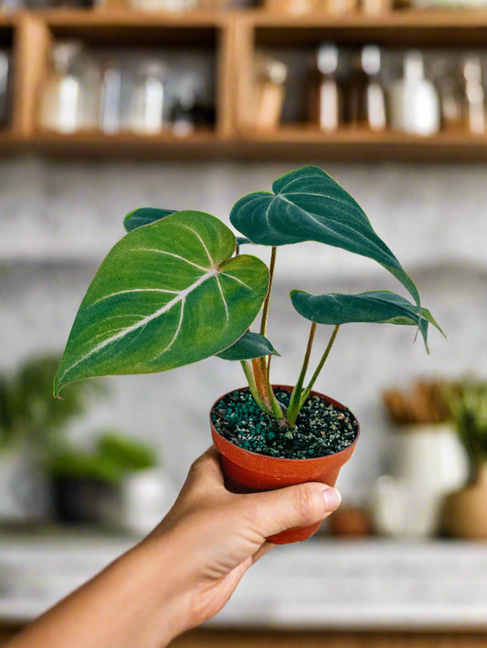 Hand holding a small potted plant against a white background