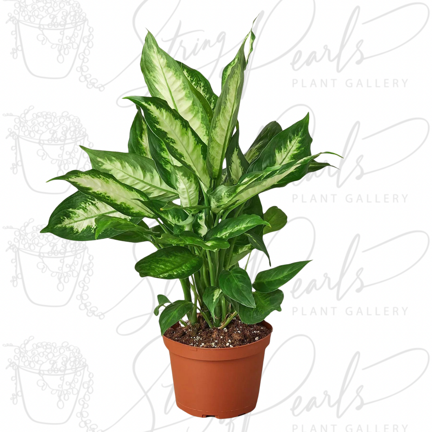 Dieffenbachia Camille