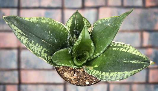 Sansevieria Whitney