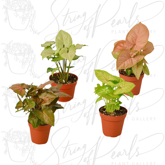 A group of four potted Syngonium plants, each with different leaf colors and patterns. The plants display a variety of shades, including light green, pinkish-red, and green with creamy variegation. The Syngonium's arrowhead-shaped leaves make it a popular choice for indoor plant enthusiasts.