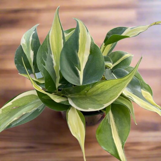 Philodendron 'Silver Stripe'
