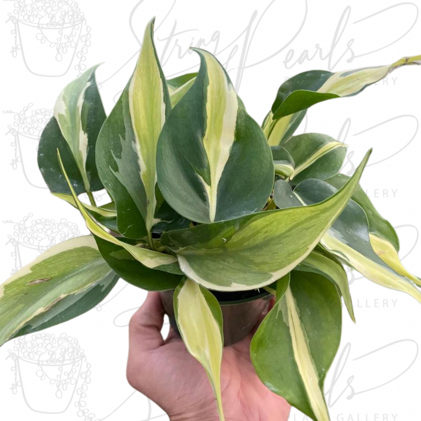 Philodendron 'Silver Stripe'