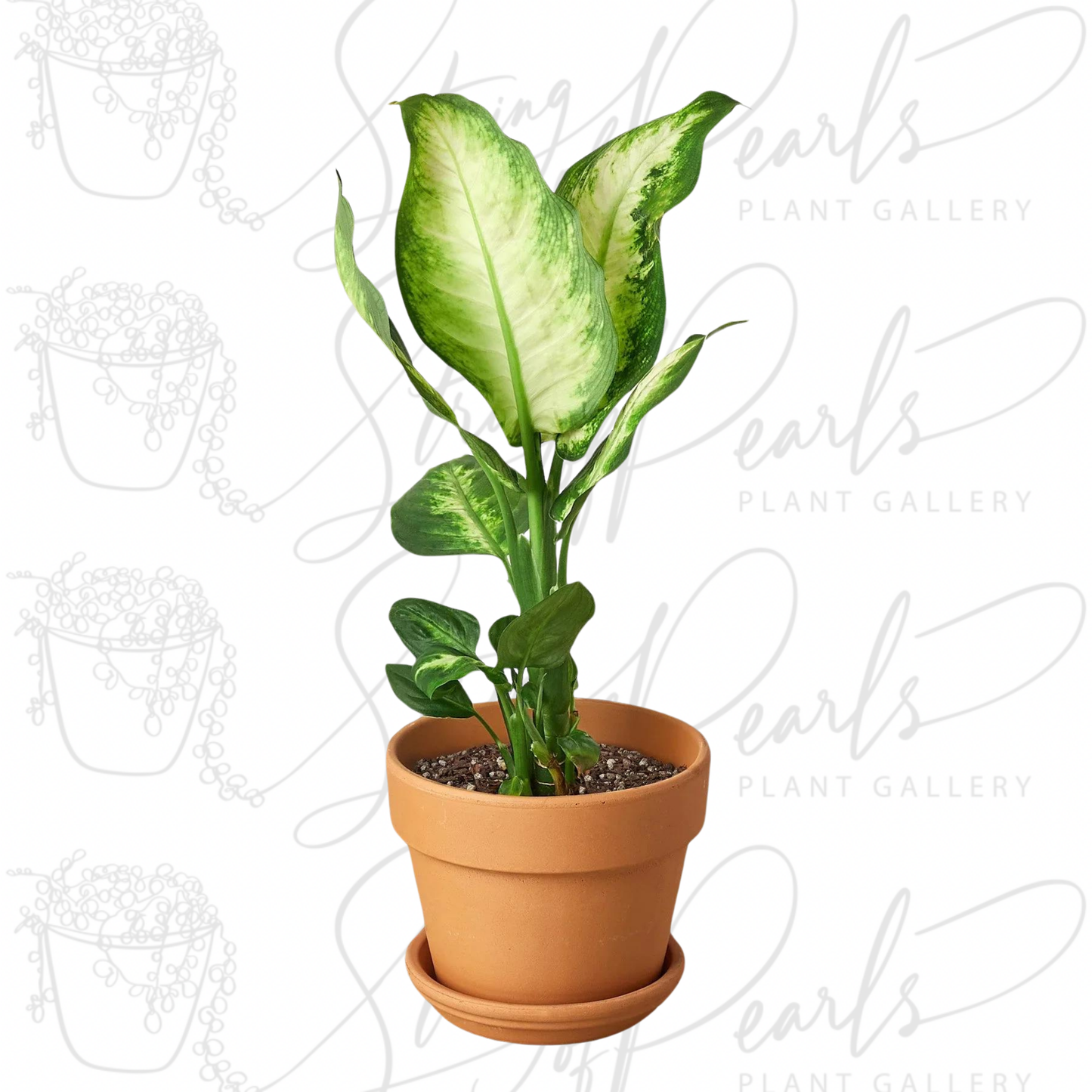 Dieffenbachia Camille