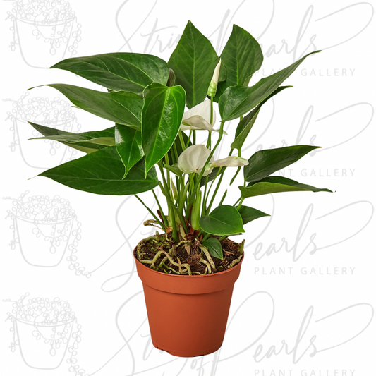 Anthurium 'White'