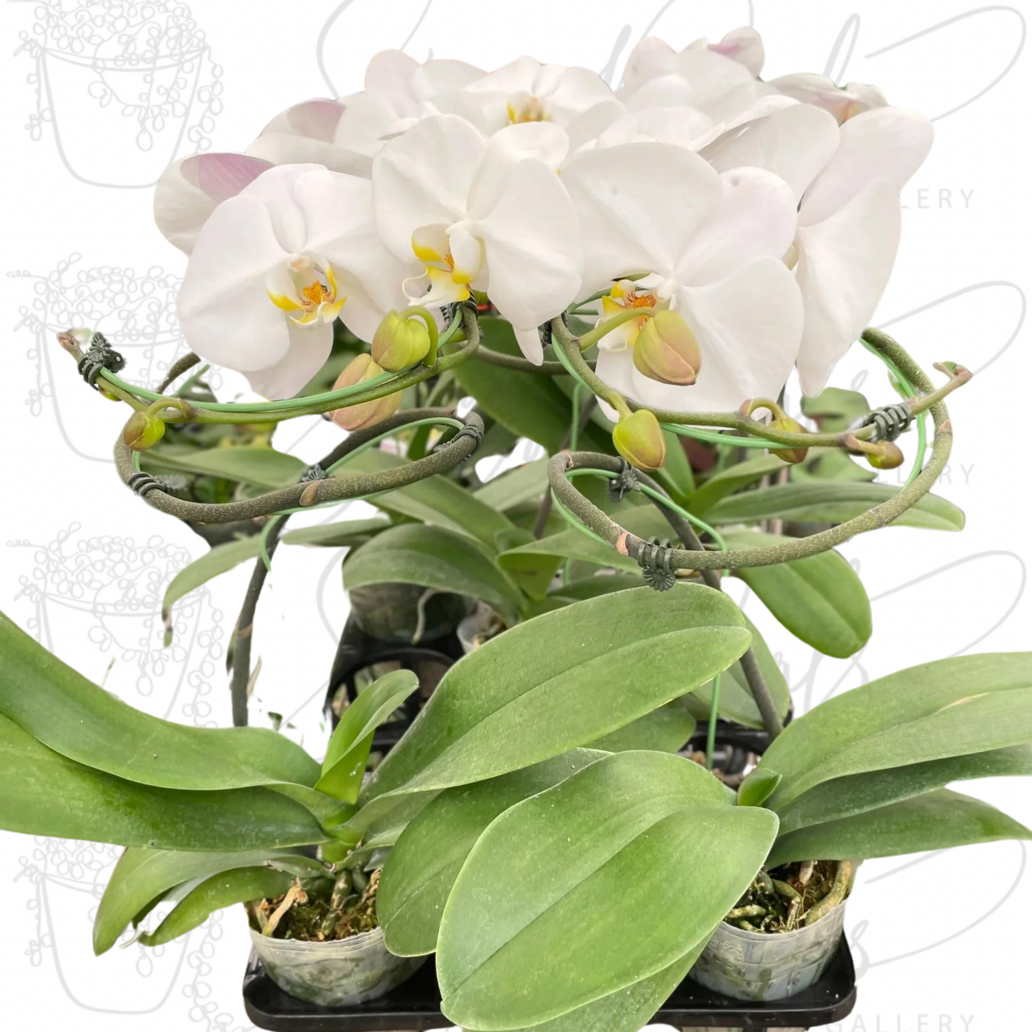 Orchid 'White Phalaenopsis'