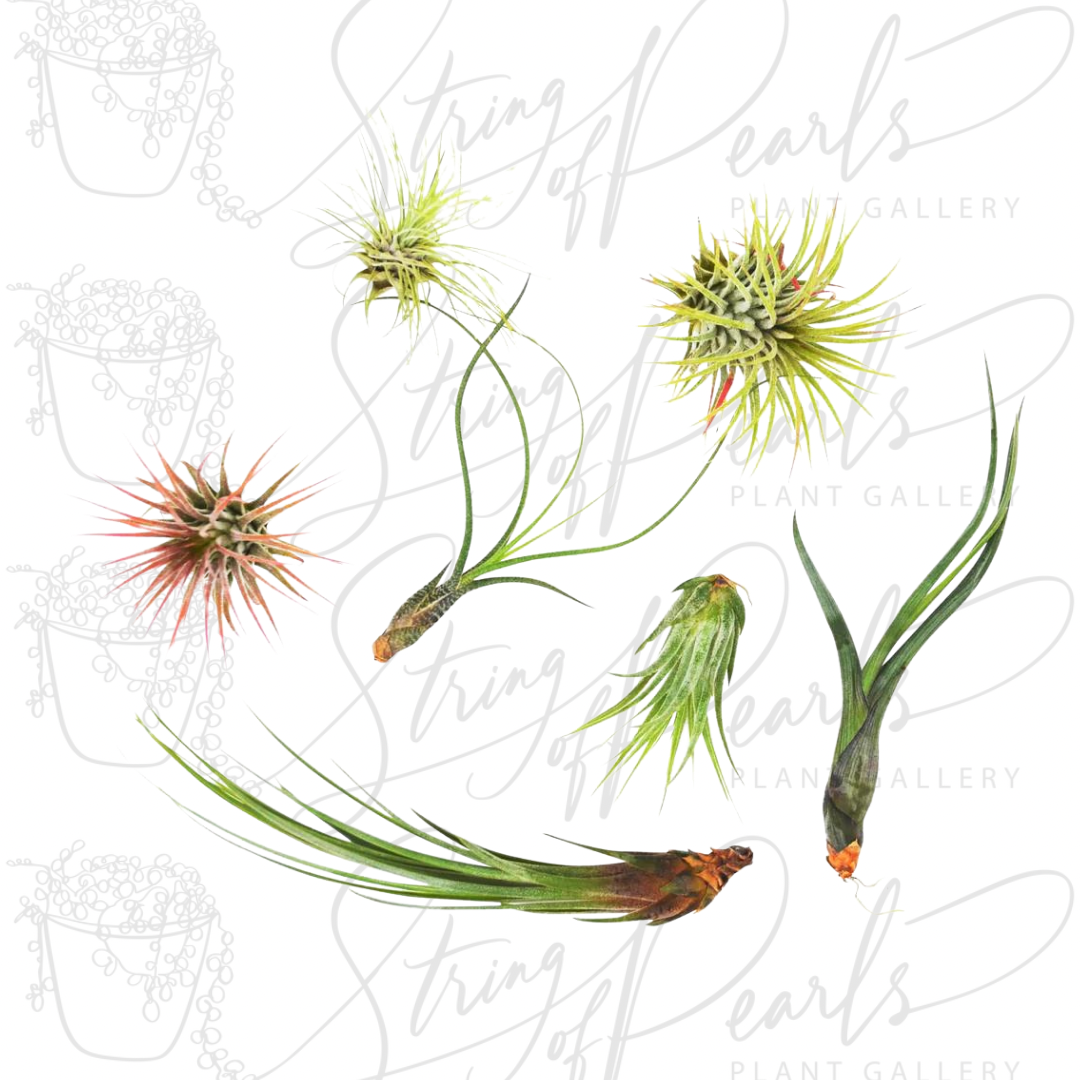 7 Air Plant Variety Pack - Tillandsias