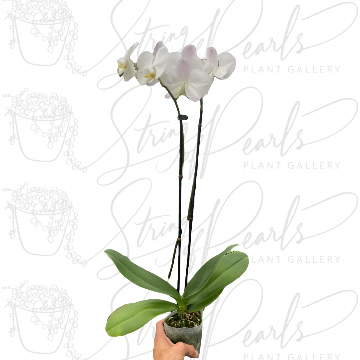 Orchid 'White Phalaenopsis'