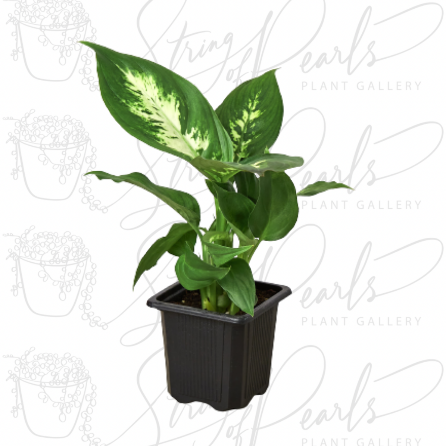 Dieffenbachia Camille