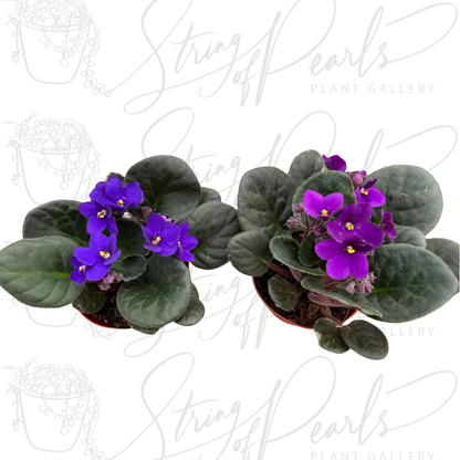 African Violet