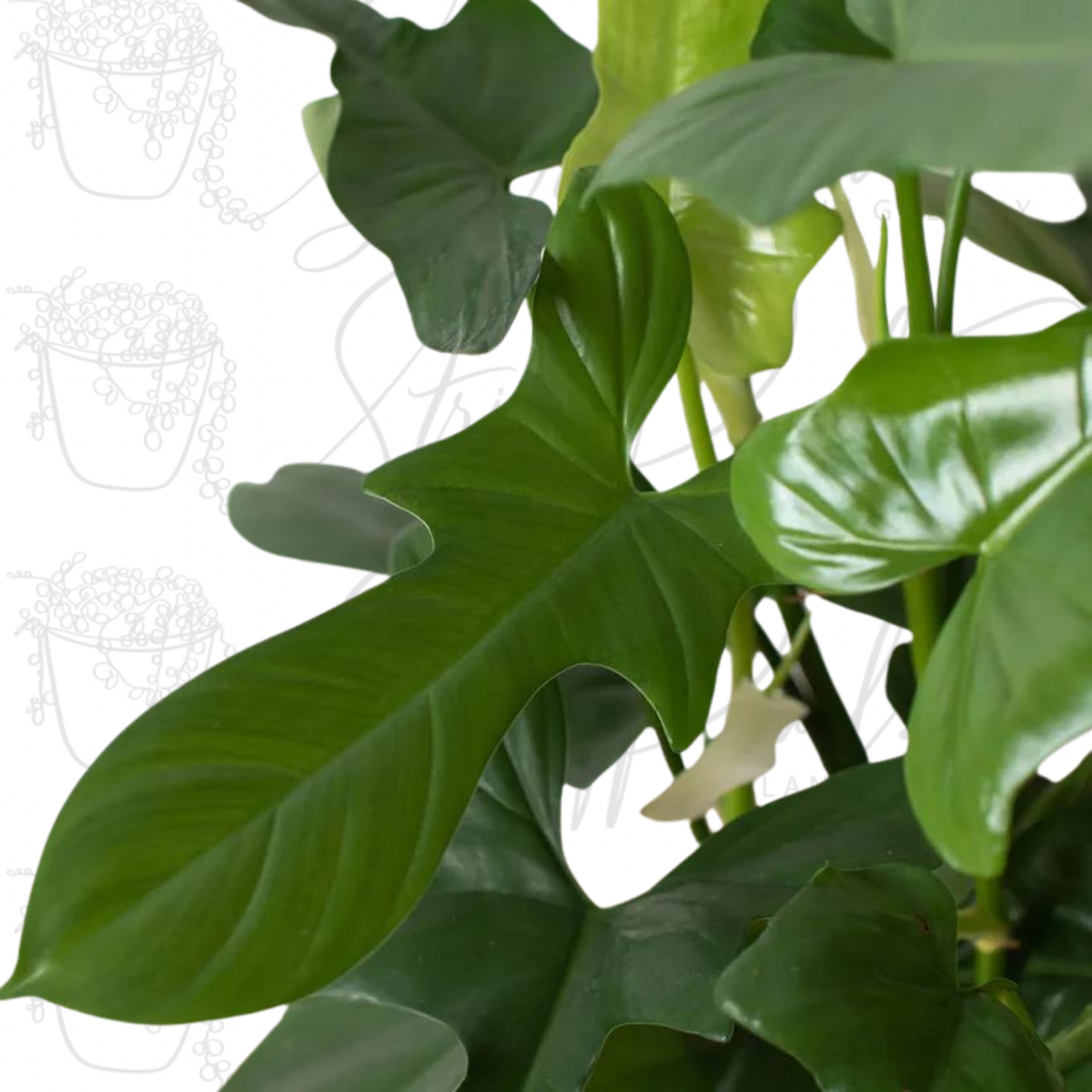 Philodendron 'Silver Sword'