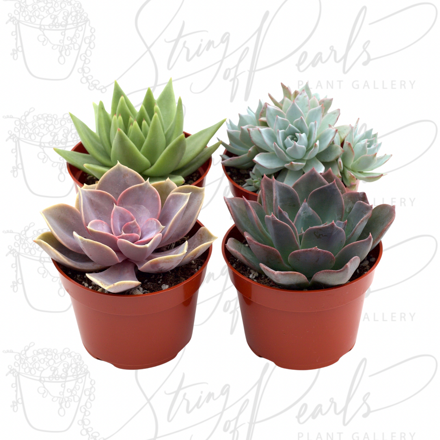 Rosette Succulent Variety Packs