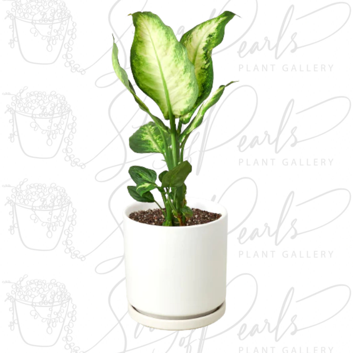 Dieffenbachia Camille